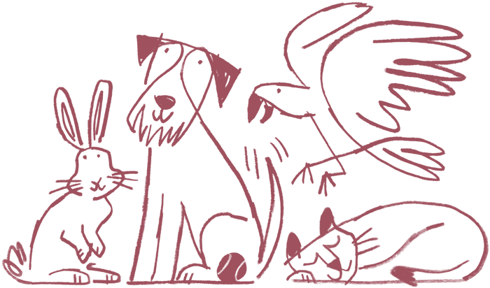 Pets - coelho, cachorro, pássaro e gato